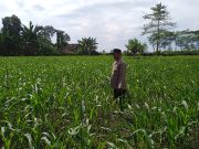 Dukung Asta Cita, Bhabinkamtibmas Polsek Rowokangkung Dampingi Petani Perkuat Ketahanan Pangan
