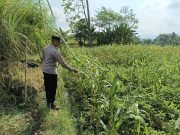 Dukung Asta Cita, Polsek Kedungjajang Dampingi Petani Optimalkan Pertumbuhan Jagung