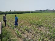 Dari Lahan Jagung Menuju Swasembada Pangan, Polsek Tongas Terus Beri Pendampingan