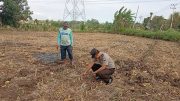 Komitmen Dukung Ketahanan Pangan, Polisi Kawal Pertumbuhan Jagung Hingga Panen