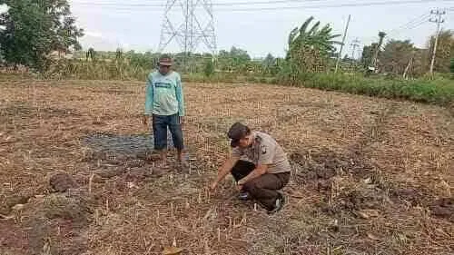 Komitmen Dukung Ketahanan Pangan, Polisi Kawal Pertumbuhan Jagung Hingga Panen