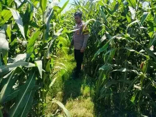 Polisi Pantau Jagung Siap Panen di Kanigaran, Perkuat Ketahanan Pangan dan Kamtibmas