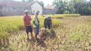 Koramil Maron Perkuat Ketahanan Pangan, Babinsa Dampingi Panen Padi Hingga Tuntas