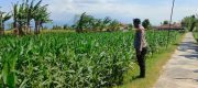 Polsek Sumberasih Intensif Dampingi Petani, Jagung 3 Hektare Diproyeksikan Panen Melimpah