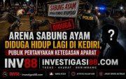Sorotan Publik Mengarah ke Kepung, Dugaan Arena Sabung Ayam Kembali Beroperasi Diam-Diam