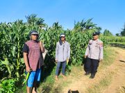 Polisi Pantau Lahan Jagung di Kedopok, Pastikan Siap Panen Dukung Ketahanan Pangan Nasional