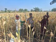Polsek Tempursari Dampingi Petani Jagung, Perkuat Ketahanan Pangan Menuju Swasembada Nasional