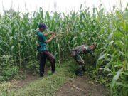 Dari Lahan Hingga Panen, Koramil Wonomerto Pastikan Program Ketahanan Pangan Berjalan
