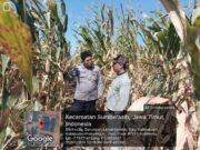 Jelang Panen, Polisi Turun ke Lahan Jagung di Sumberasih Kawal Ketahanan Pangan Nasional