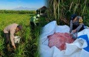 Bhabinkamtibmas Selokgondang Dampingi Petani Pupuk Jagung, Dukung Asta Cita Ketahanan Pangan