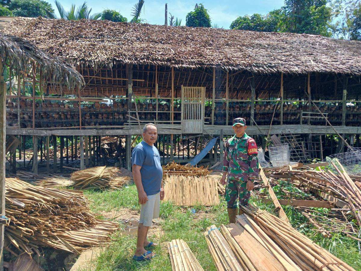 Babinsa Tinjau Peternakan 1.300 Ekor Ayam Petelur, Dorong Kemandirian Pangan Masyarakat