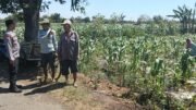 Polisi Dampingi Petani Jagung di Sumberasih, Pastikan Lahan Binaan Siap Dukung Ketahanan Pangan