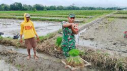Dukung Ketahanan Pangan, Babinsa Koramil Doko Dampingi Petani Tanam Padi di Desa Plumbagan