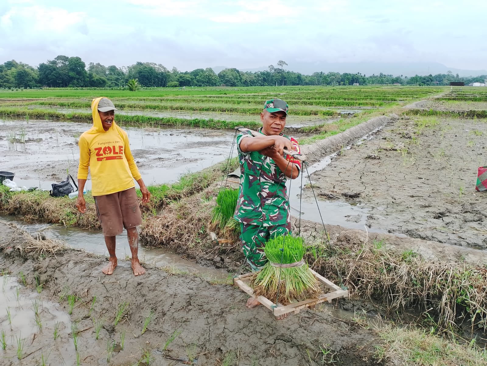 Dukung Ketahanan Pangan, Babinsa Koramil Doko Dampingi Petani Tanam Padi di Desa Plumbagan Dukung Ketahanan Pangan, Babinsa Koramil Doko Dampingi Petani Tanam Padi di Desa Plumbagan