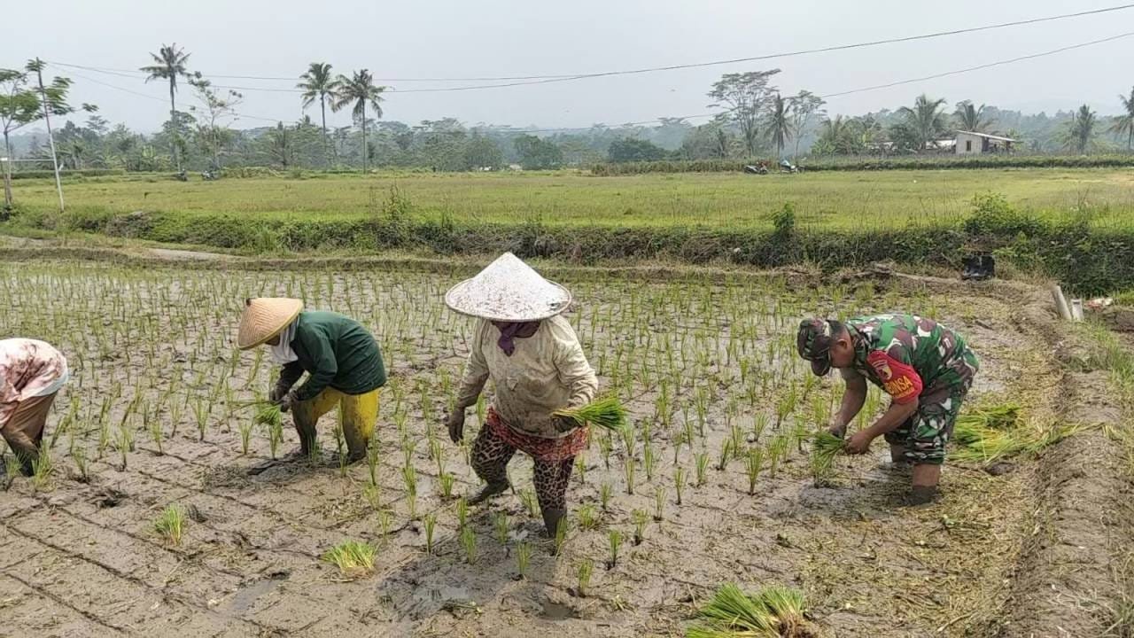 Dukung Ketahanan Pangan, Serka Abdul Salam Turun ke Sawah Bantu Petani Tanam Padi Di Ngadirenggo