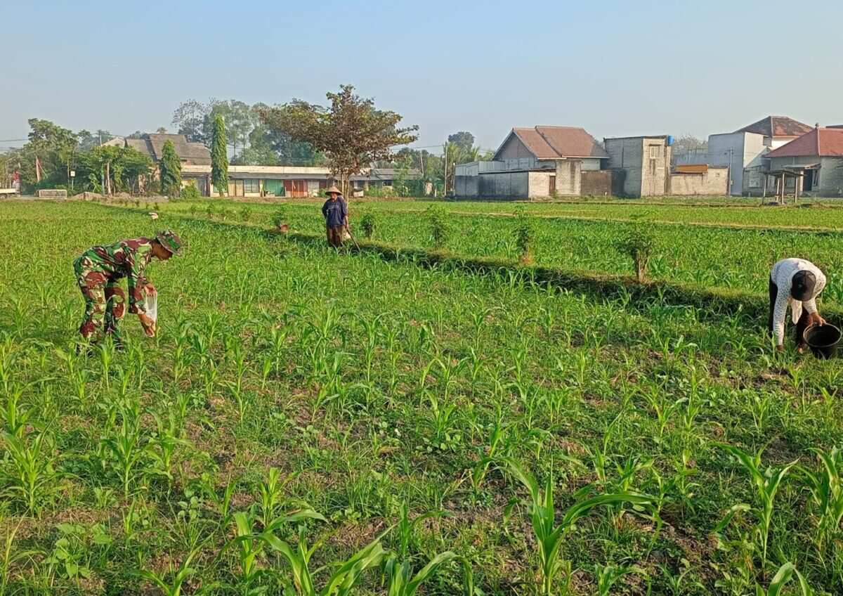 Optimalkan Hasil Panen, Serma Aries K Dampingi Poktan Wisanggeni Rawat Tanaman Jagung Optimalkan Hasil Panen, Serma Aries K Dampingi Poktan Wisanggeni Rawat Tanaman Jagung
