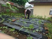 Bhabinkamtibmas Polsek Gucialit Aktif Dukung Ketahanan Pangan Nasional