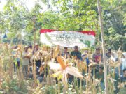 Sinergi TNI-Polri dan Petani, Panen Raya Jagung Kuartal III di Muara Uya Berhasil