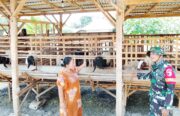 TMMD 129 Bojonegoro: Babinsa Kesongo ‘Sentuh Hati’ Peternak Kambing