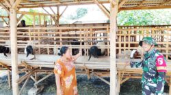 TMMD 129 Bojonegoro: Babinsa Kesongo 'Sentuh Hati' Peternak Kambing TMMD 129 Bojonegoro: Babinsa Kesongo 'Sentuh Hati' Peternak Kambing