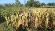 Koramil Wonomerto Dampingi Petani Jagung, Perkuat Program Ketahanan Pangan Nasional
