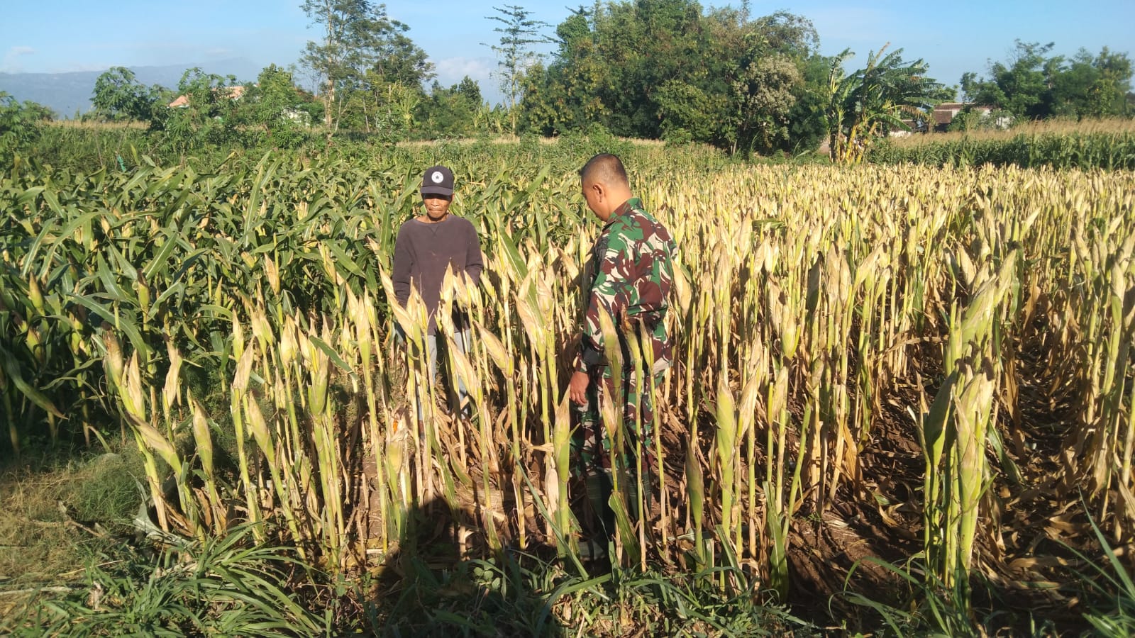 Koramil Wonomerto Dampingi Petani Jagung, Perkuat Program Ketahanan Pangan Nasional