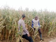 Polsek Sumberasih Dampingi Petani Jagung di Mentor, Perkuat Ketahanan Pangan Nasional