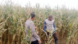 Polsek Sumberasih Dampingi Petani Jagung di Mentor, Perkuat Ketahanan Pangan Nasional