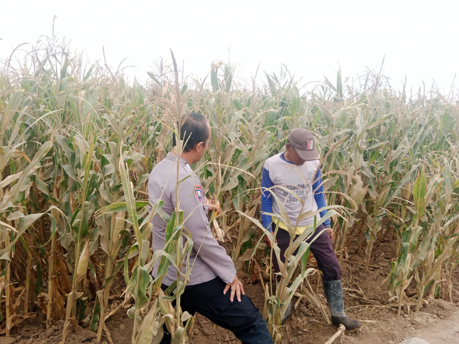 Polsek Sumberasih Dampingi Petani Jagung di Mentor, Perkuat Ketahanan Pangan Nasional Polsek Sumberasih Dampingi Petani Jagung di Mentor, Perkuat Ketahanan Pangan Nasional