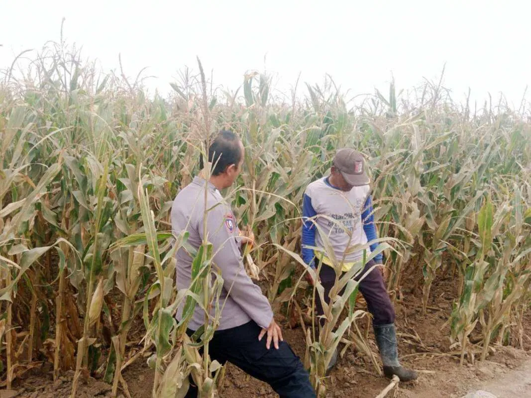Polsek Sumberasih Dampingi Petani Jagung di Mentor, Perkuat Ketahanan Pangan Nasional