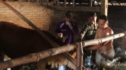 Melampaui Target: TMMD 129 Bojonegoro dan Disnakkan Sentuh Nadi Ekonomi Warga Lewat Layanan Kesehatan Hewan Melampaui Target: TMMD 129 Bojonegoro dan Disnakkan Sentuh Nadi Ekonomi Warga Lewat Layanan Kesehatan Hewan