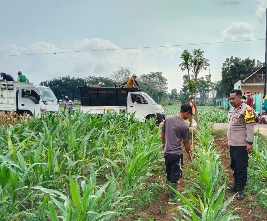 Bhabinkamtibmas Jrebeng Kidul Turun ke Sawah, Kawal Program Ketahanan Pangan Bhabinkamtibmas Jrebeng Kidul Turun ke Sawah, Kawal Program Ketahanan Pangan