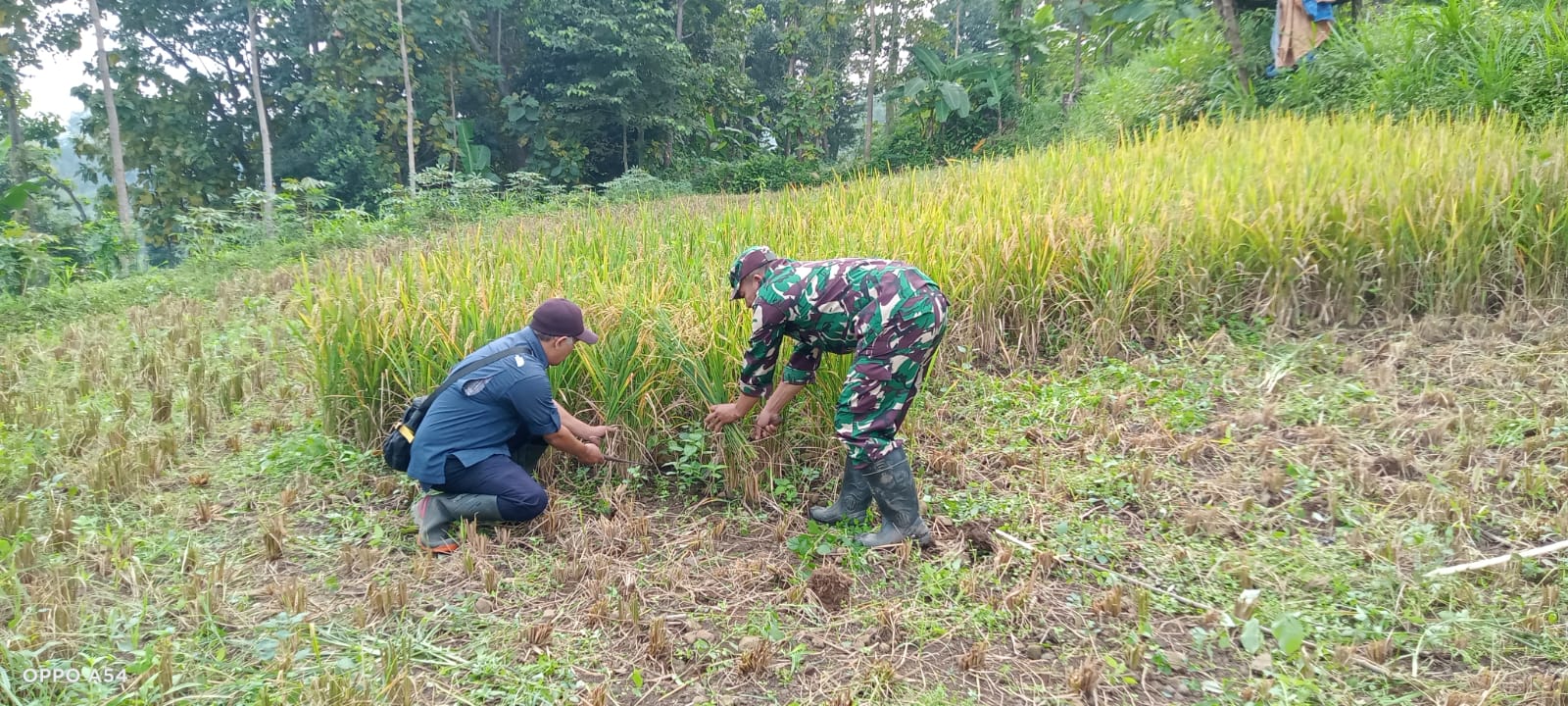 Koramil Tiris Dampingi Panen Padi Warga, Perkuat Dukungan TNI terhadap Ketahanan Pangan Koramil Tiris Dampingi Panen Padi Warga, Perkuat Dukungan TNI terhadap Ketahanan Pangan