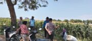 Polsek Sumberasih Aktif Pantau Lahan Jagung Binaan