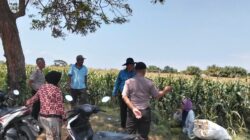 Polsek Sumberasih Aktif Pantau Lahan Jagung Binaan Polsek Sumberasih Aktif Pantau Lahan Jagung Binaan