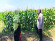 Tak Sekadar Jaga Kamtibmas, Polisi Ikut Kawal Lahan Jagung di Kedopok