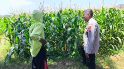 Tak Sekadar Jaga Kamtibmas, Polisi Ikut Kawal Lahan Jagung di Kedopok