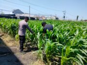 Polisi Pantau Lahan Jagung 1 Hektare di Kanigaran, Dukung Ketahanan Pangan Nasional
