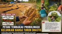 Harga Tembakau Anjlok di Probolinggo, Petani Seboro Desak Pemerintah Segera Bertindak Adil