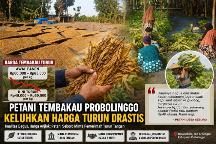 Harga Tembakau Anjlok di Probolinggo, Petani Seboro Desak Pemerintah Segera Bertindak Adil Harga Tembakau Anjlok di Probolinggo, Petani Seboro Desak Pemerintah Segera Bertindak Adil