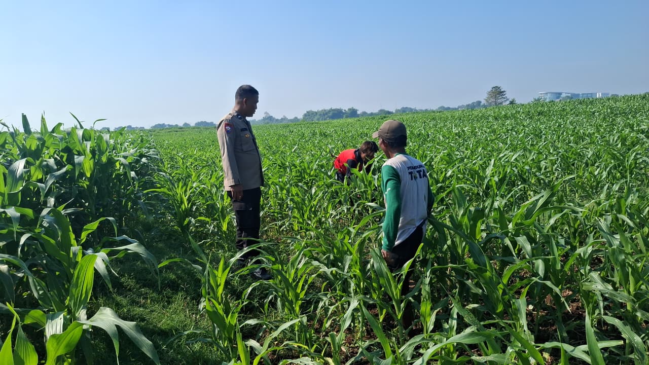Polisi Sambangi Petani Jagung di Sumber Wetan, Dorong Ketahanan Pangan