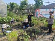Pekarangan Warga Jadi Penopang Ketahanan Pangan di Plosoklaten