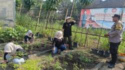 Pekarangan Warga Jadi Penopang Ketahanan Pangan di Plosoklaten