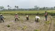 Dukung Ketahanan Pangan, Serka Abdul Salam Turun ke Sawah Bantu Petani Tanam Padi Di Ngadirenggo