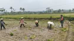 Dukung Ketahanan Pangan, Serka Abdul Salam Turun ke Sawah Bantu Petani Tanam Padi Di Ngadirenggo