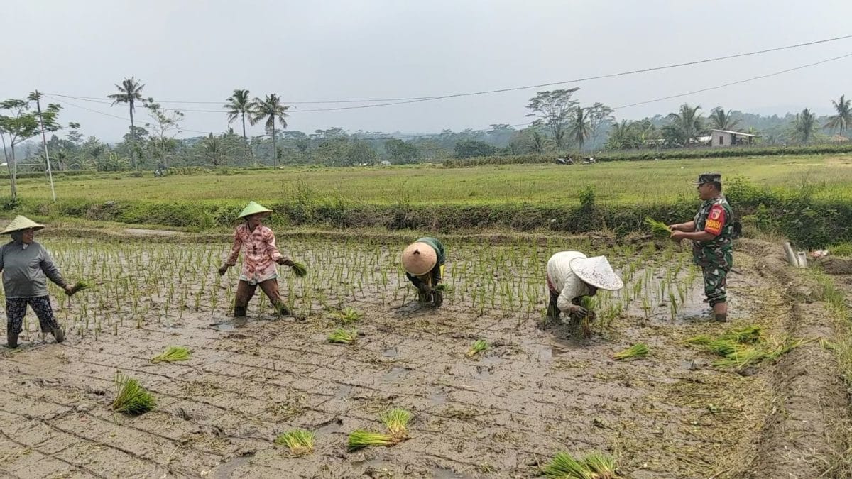 Dukung Ketahanan Pangan, Serka Abdul Salam Turun ke Sawah Bantu Petani Tanam Padi Di Ngadirenggo