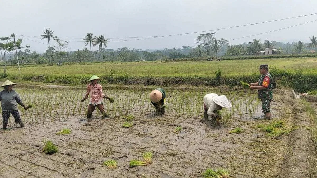 Dukung Ketahanan Pangan, Serka Abdul Salam Turun ke Sawah Bantu Petani Tanam Padi Di Ngadirenggo