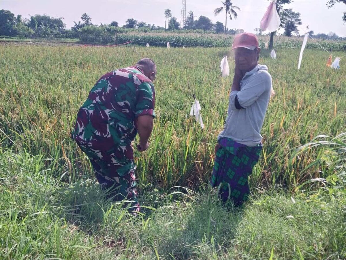 Dukung Ketahanan Pangan, Koramil Tegalsiwalan Turun Langsung Dampingi Petani Padi