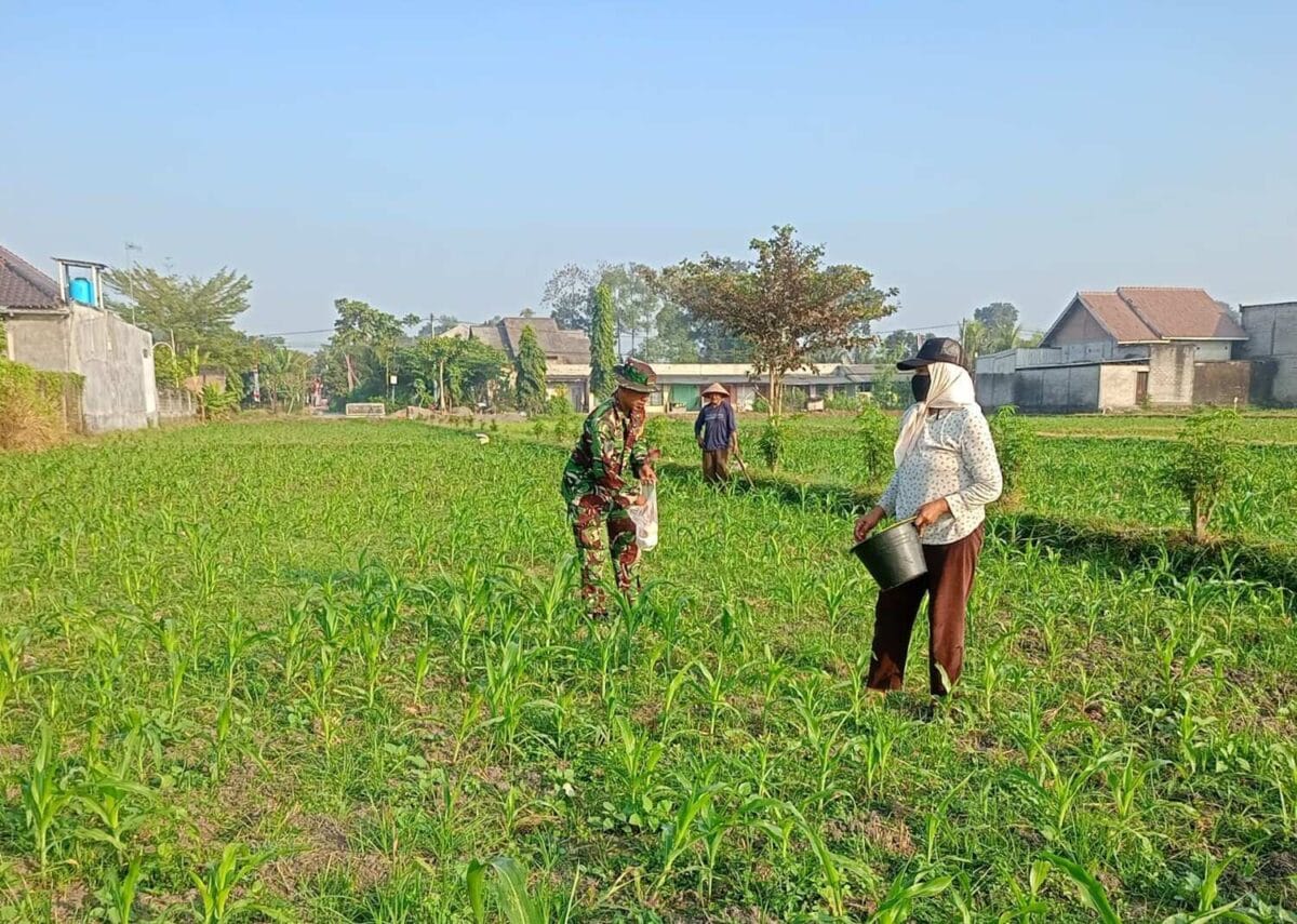 Optimalkan Hasil Panen, Serma Aries K Dampingi Poktan Wisanggeni Rawat Tanaman Jagung