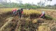 Wujudkan Swasembada Pangan, Babinsa Koramil 0808/11 Binangun Dampingi Petani Panen Padi Di Desa Sambigede